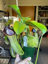 Image result for Nesaea spathulata