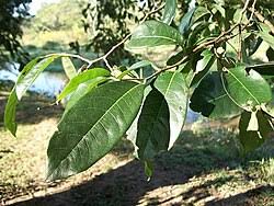 Image result for Margaritaria