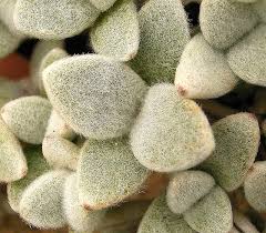 Image result for Kalanchoe latisepala