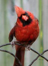 Pin By Snicker Doodle Cookie On Creation Day 5 Air And Water Animals Cartoon Birds Animals Cardinal Pictures