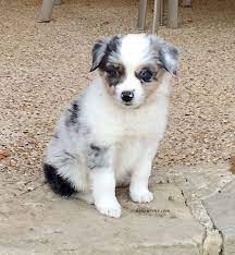 Australian shepherds are active, intelligent dogs who are at their best when they have something to do. 6 Tips For Training Your Australian Shepherd Australian Shepherd Training Aussie Puppies Australian Puppies
