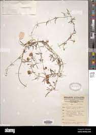 Image result for Ipomoea coptica