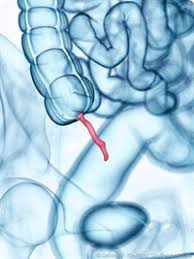 Helmintic parasites of humans are cosmopolitans, widely distributed in the world with most species generally being more prevalent in tropical climates. Why Do Humans Have An Appendix