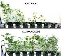 Developing Improved Herbicide Tolerance In Pulse Crops Grdc