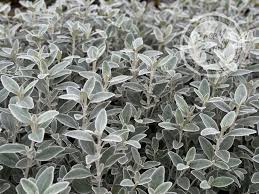 Image result for Senecio greenwayi
