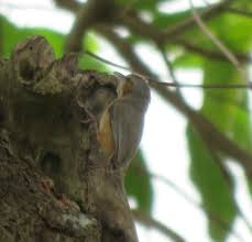 Small Brown Bird With No Tail Feathers Northern Crombec Only 9cm And No Tail Different Birds The Locals Local Area