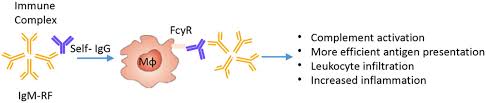 Clinical And Pathophysiologic Relevance Of Autoantibodies In Rheumatoid Arthritis