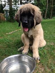 Ghillie A 3 Month Old English Mastiff Puppy She Still Has Her Puppy Coat Which Makes Her Super Mastiff Puppies English Mastiff Puppies Old English Mastiffs