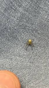 Image result for yellow sac spider bite skin