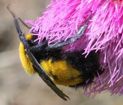 Image result for Bombus pascuorum gotlandicus