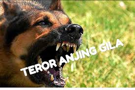 Maybe you would like to learn more about one of these? Bocah Lima Tahun Dicakar Anjing Meninggal Diduga Terserang Rabies Portal Berita Online Dompu