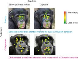 Not only was this bonobo's 3rd appearance this year in montreal, after a stop at the théâtre telus back in april and a dj set at osheaga in august, but he. Bonobos Chimpanzees And Oxytocin Eurekalert Science News