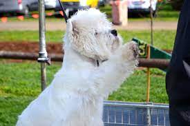 Tarrilli West Highland White Terriers Home Facebook
