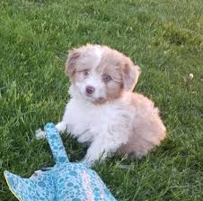 Affectionate, intelligent, healthy aussiedoodle, bernedoodle, and sheepadoodle puppies. Aussiedoodle Puppies For Sale Mini Aussiedoodle Puppies