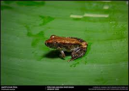 Image result for Pristimantis bambu