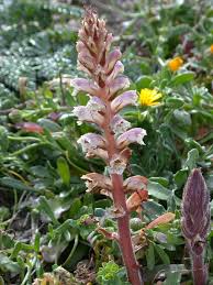Image result for Agelanthus krausei