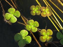 Image result for Marsilea nubica