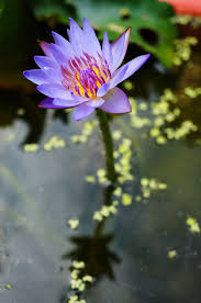 Water Lily By Liou Han Lin Beautiful Flowers Water Lily Flower Beauty