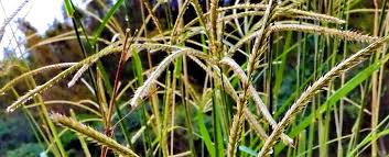 Image result for Chloris gayana