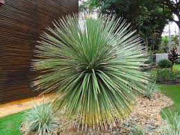 Image result for Dasylirion