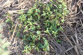 Image result for Sida dregei