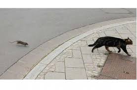 1.widyaning tyastutik (120210204032) 2.anggy riski dwi p. Kucing Ketakutan Dikejar Tikus Pemberani Dunia Sudah Terbalik Hitekno Com