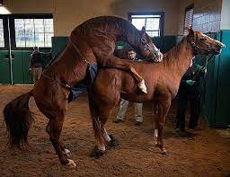 Stallion covering mare close up. Photo Essay Stallion Manager Billy Sellers Features Bloodhorse Com