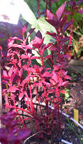 Image result for Iresine lindenii