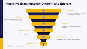 Image result for Higher Integrative Function