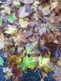 Apr 29, 2012 · the growth habit of broccoli plants. Garden Plot Putting The Leaves On Your Lawn To Work Wtop