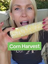 Corn Harvest: A Celebration of Abundance