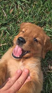 Previous Puppies Companiongoldens Retriever Golden Retriever Red Golden Retriever Facts