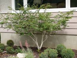 Check spelling or type a new query. Dwarf Burning Bush Okanagan Xeriscape Association