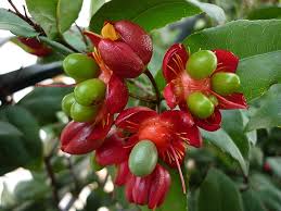 Image result for Ochna richardsiae
