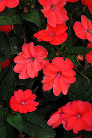 Impatiens vary in colors with and has several nicknames describing its unique characteristics. Pin On Garden