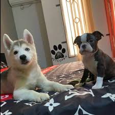 It assures that your active puppy will receive a proper diet for growth and puppies start to eat solid foods at three to four weeks of age and should have free access to solid food from that time until weaning. Petco Paw Home Facebook