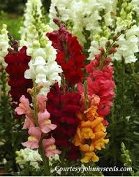 Pin On Specific Flowers To Add To Garden