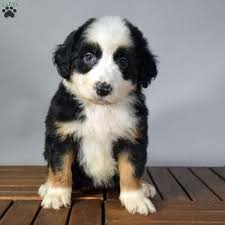 Click here to email us Australian Mountain Doodle Puppies For Sale Greenfield Puppies