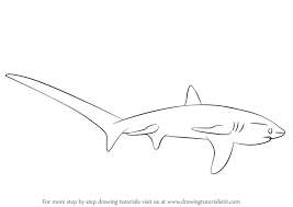 Learn How To Draw A Thresher Shark (Sharks) Step By Step : Drawing Tutorials