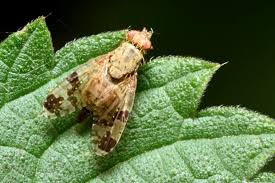 Image result for Distephanus biafrae