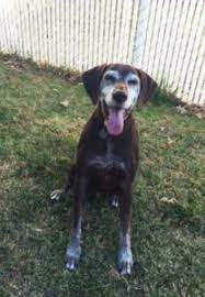 Make a note of all the things you have to do before your guests arrive (laying the table, getting changed, etc.), and when you have to. Brain Tumor In Dogs Symptoms Treatments Petcure Oncology