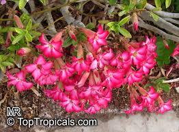 Image result for Adenium multiflorum