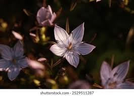 Image result for Swertia eminii