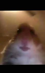 The spongebob cult on tiktok, explained: Pin On Tiktok