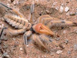 How fast does a camel spider run? Pin On Spiders Creepy Critters