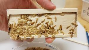 drywood termite detection