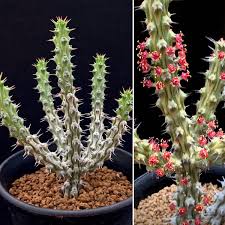 Image result for Euphorbia corniculata