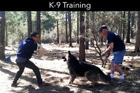 Get Behavioral Classes For Dogs Yucaipa Dog Training Dog Training School Best Dog Training