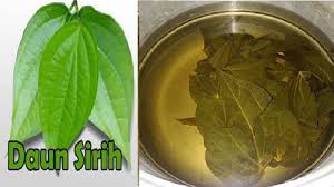 Daun sirih merah dipercaya sebagai antiseptik yang bagus. Air Rebusan Daun Sirih Berikut Kesalahan Dalam Menyiapkan Menggunakan Dan Efeknya Bagi Kesehatan Sriwijaya Post