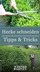 Tipps und infos von hornbach: Hecke Schneiden Wann Es Erlaubt Ist Vieles Mehr Hecke Schneiden Hecke Hecke Pflanzen